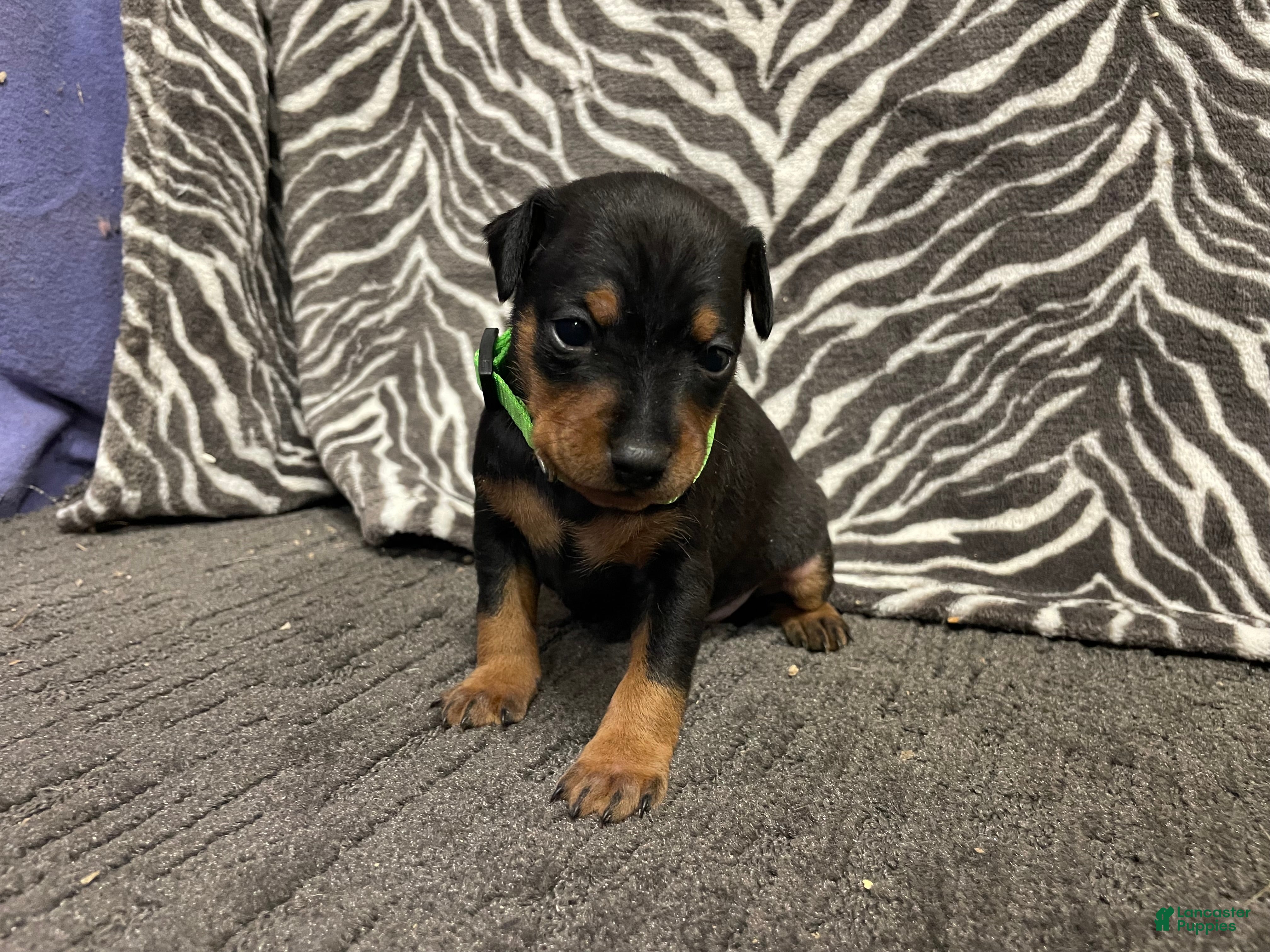 Miniature Pinscher dogs Panda - Ad 2