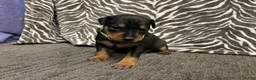 Miniature Pinscher dogs for sale: Panda - Ad 2