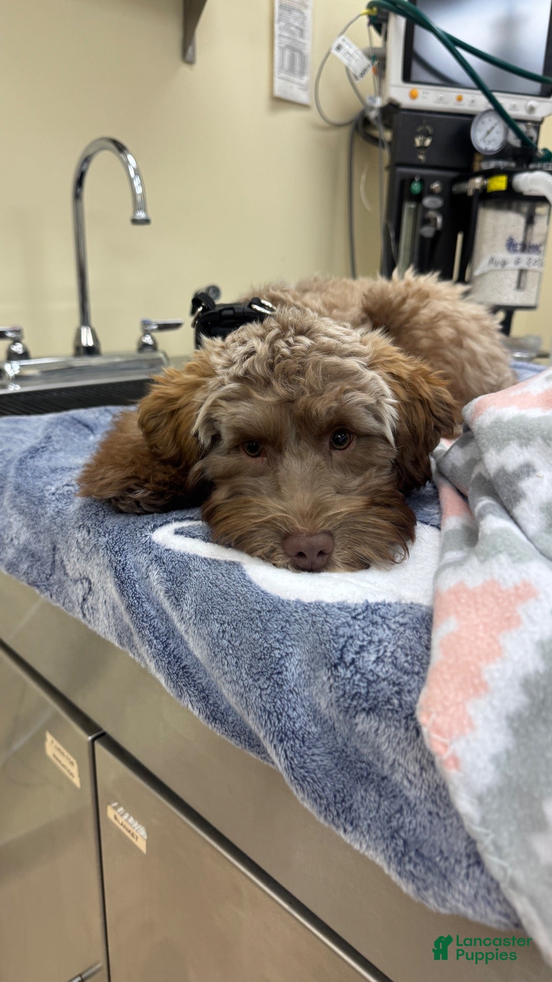 Schnoodle dogs Schnoodle 1 - Ad 34