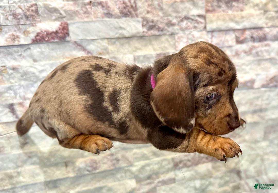 Miniature Dachshund dogs for sale: Miniature Dachshund Maisie [DNA Proof] - Ad 3