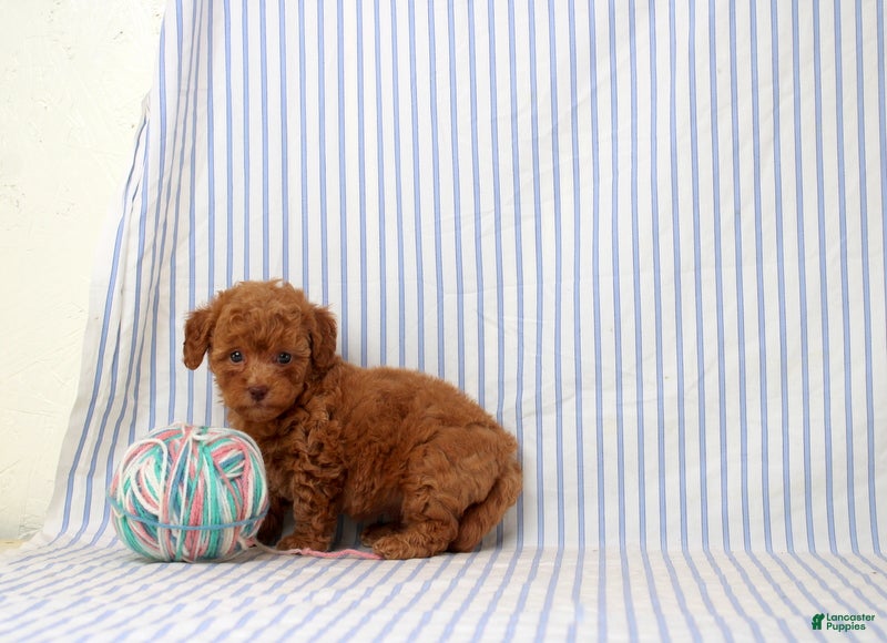 Shihpoo dogs Penny  - Ad 2