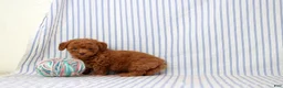 Shihpoo dogs for sale: Penny  - Ad 2