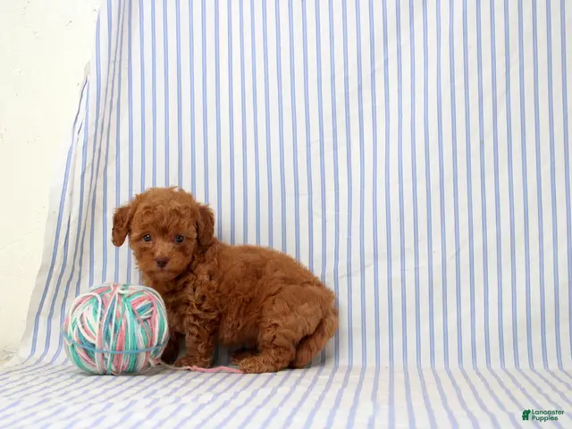 Shihpoo dogs for sale: Penny - Ad 2