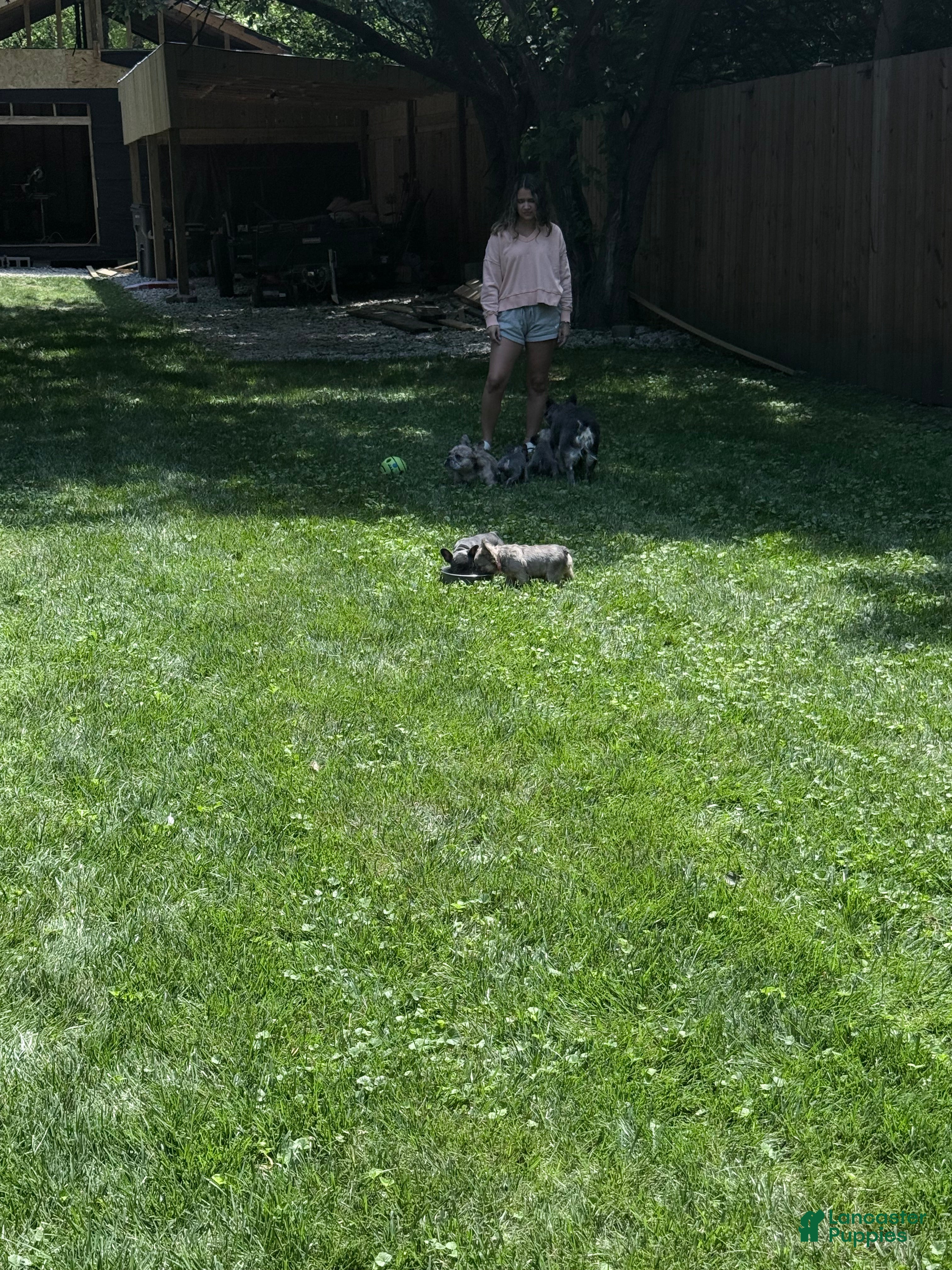 French Bulldog dogs Bella Blue - Ad 2