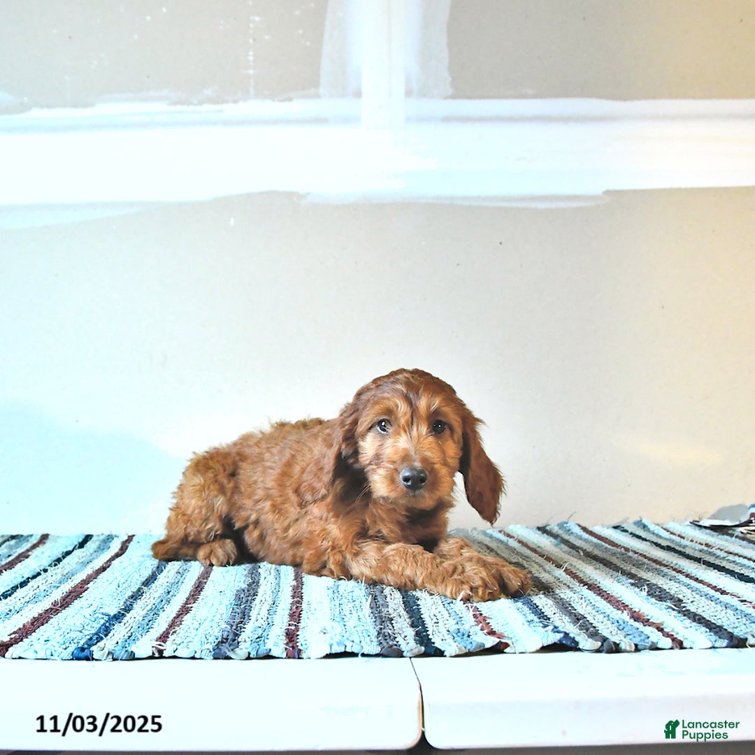 Irish Doodle dogs for sale: Lady - Ad 2