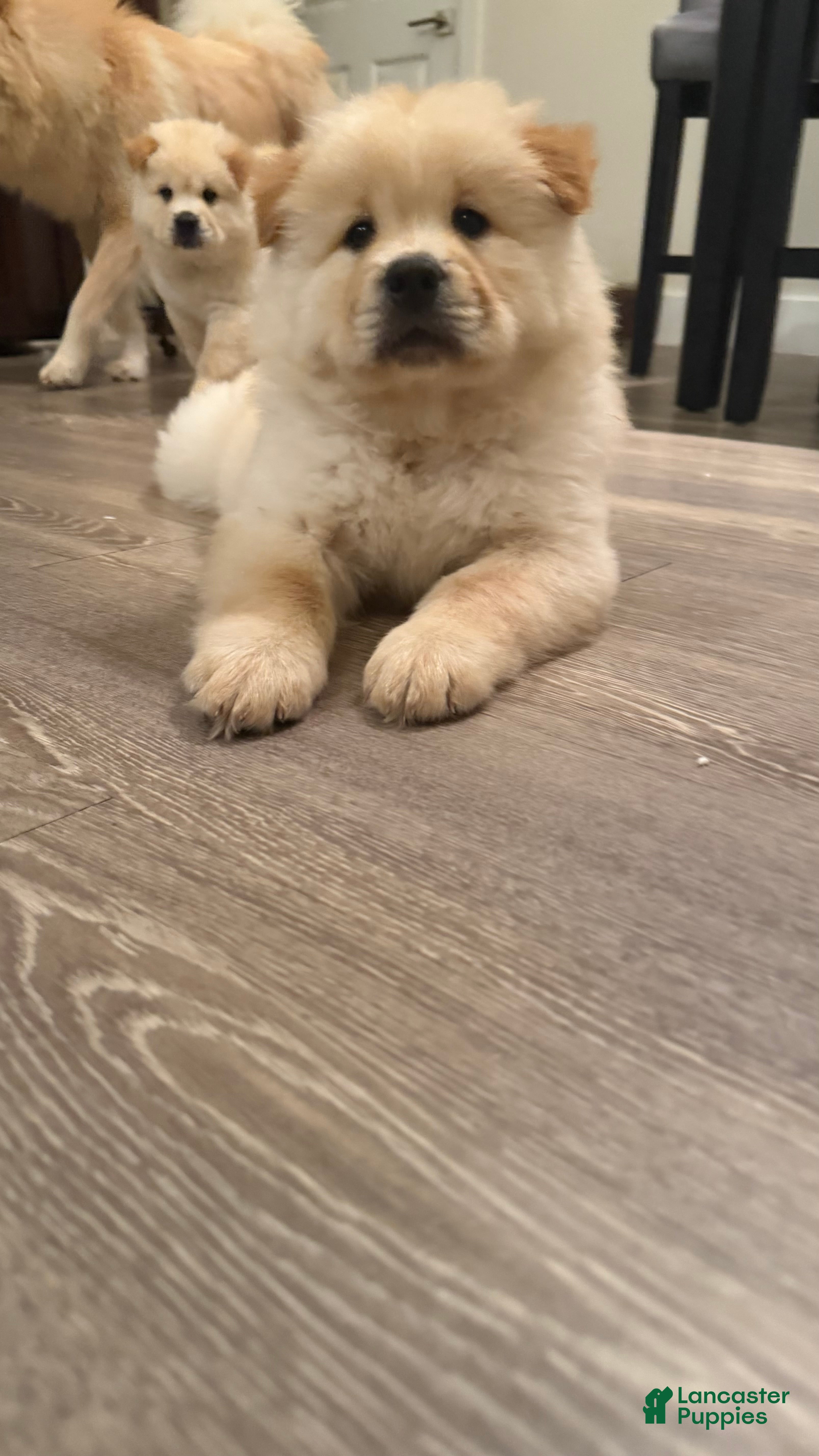 Chow Chow dogs Ozzy - Ad 11