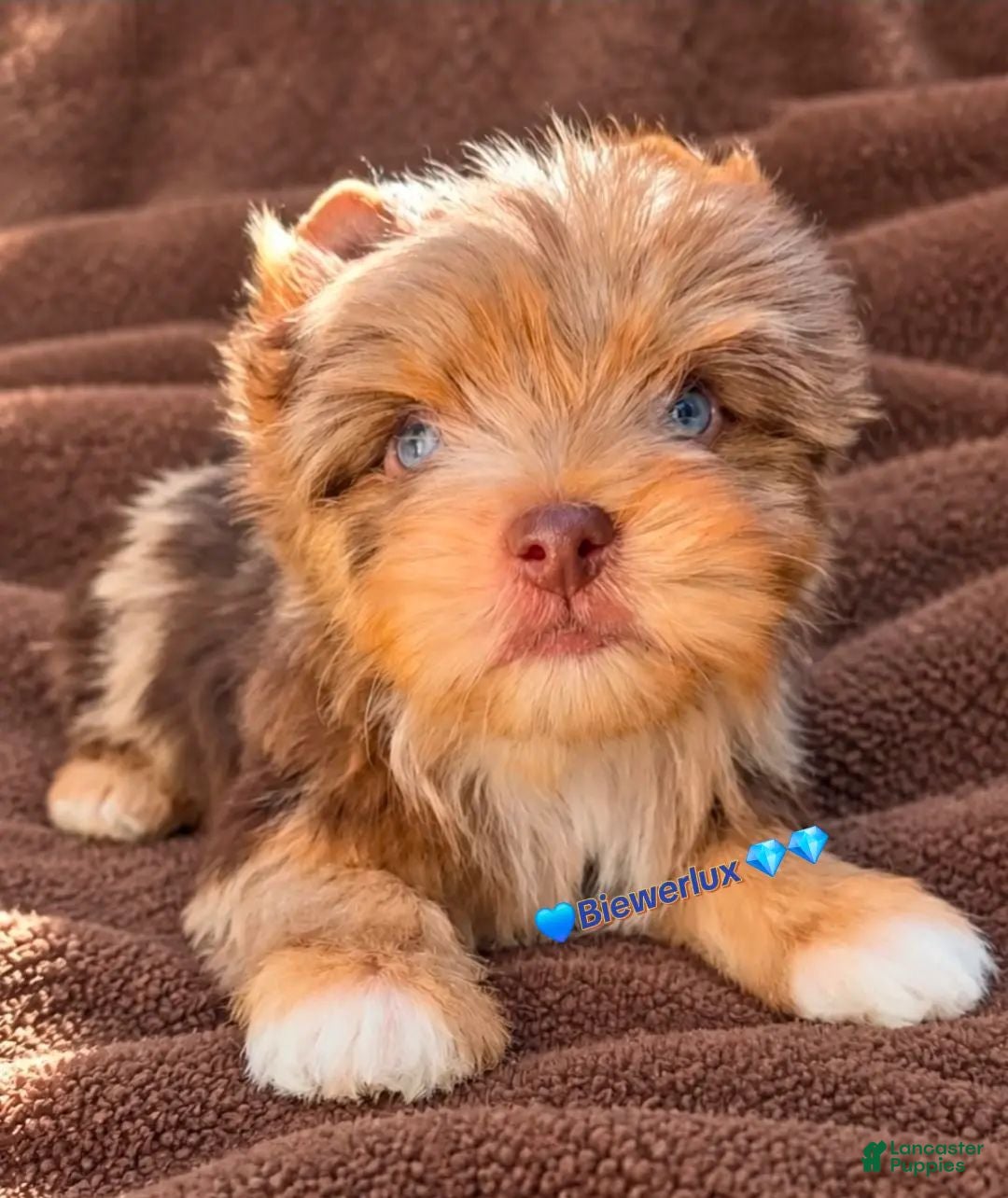 Yorkshire Terrier dogs Prince Zevs of Biewerlux  - Ad 28