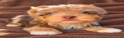 Yorkshire Terrier dogs for sale: Prince Zevs of Biewerlux  - Ad 4