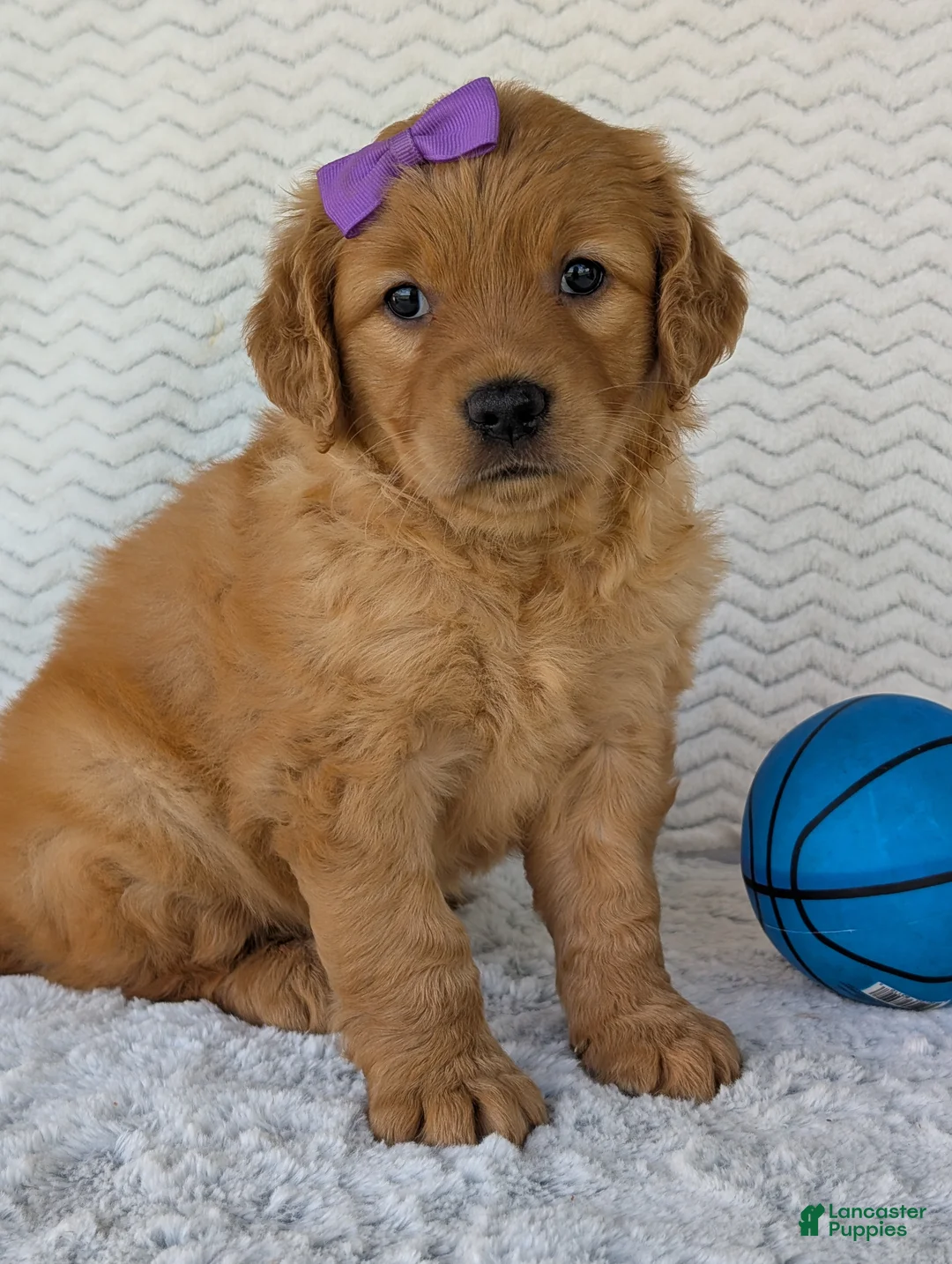 Golden Retriever dogs for sale: Miss Millie  - Ad 1