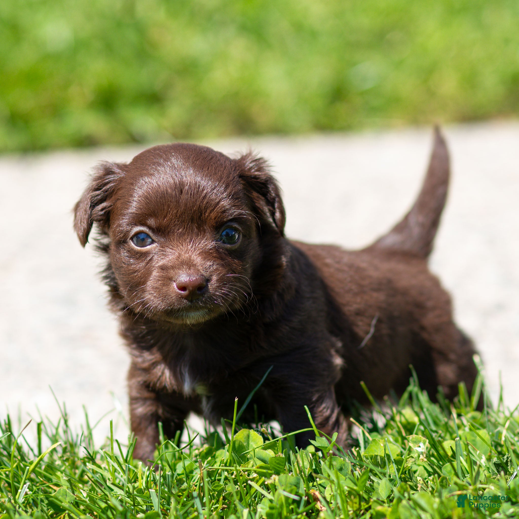 Chihuahua dogs Jolene Chihuahua Puppy  - Ad 1