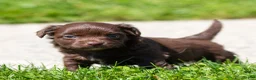 Chihuahua dogs for sale: Jolene Chihuahua Puppy  - Ad 13