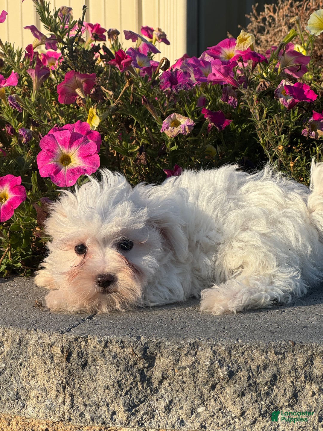 Mixed Breed dogs for sale: Elsie - Ad 2