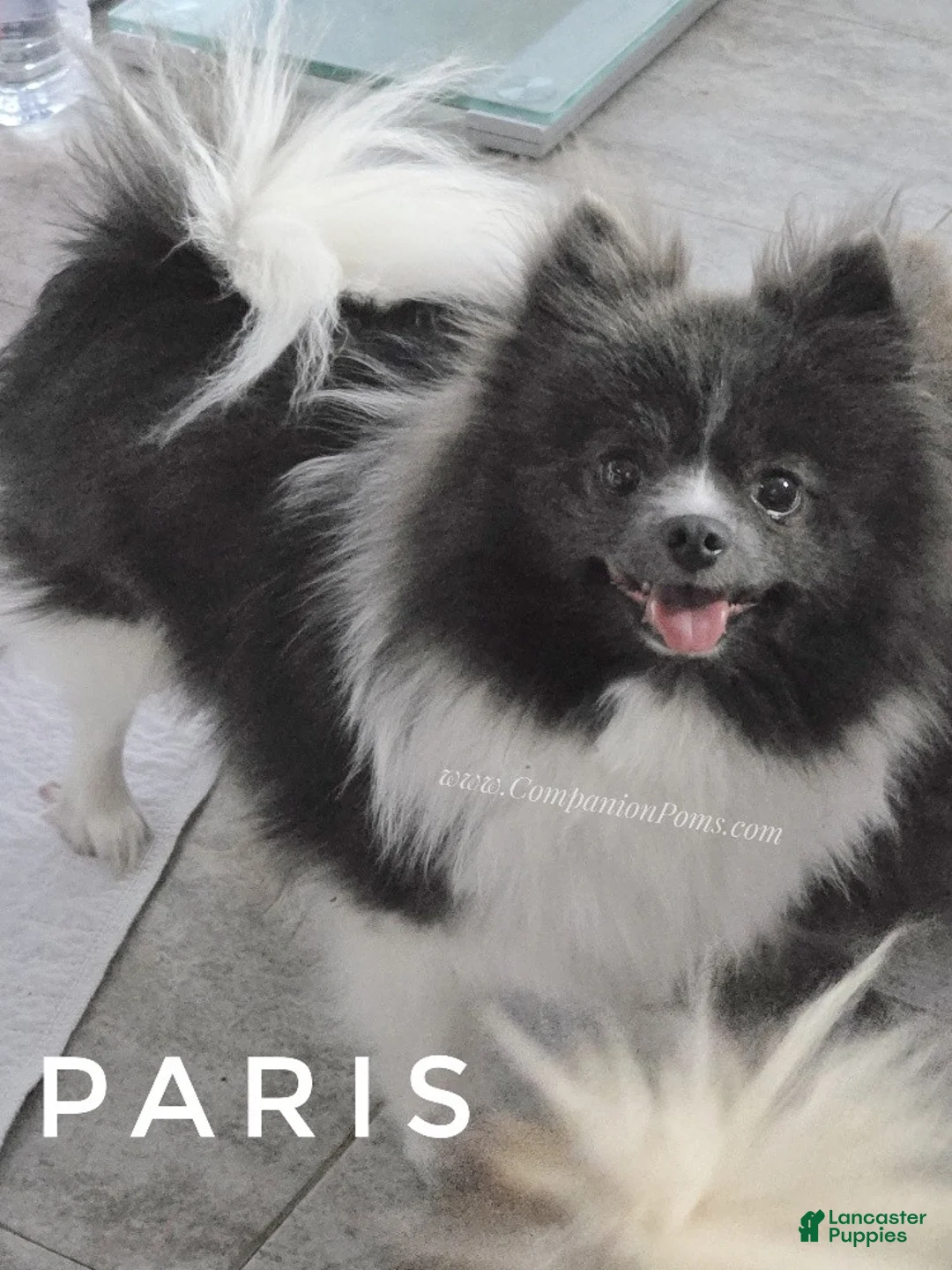 Pomeranian dogs for sale: Paris - Blue White Parti - Young Adult - Ad 1