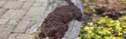 Portuguese Water Dog dogs for sale: Tori - Ad 14