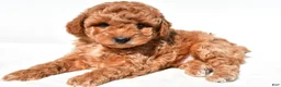 Miniature Poodle dogs for sale: Charlie - Ad 6