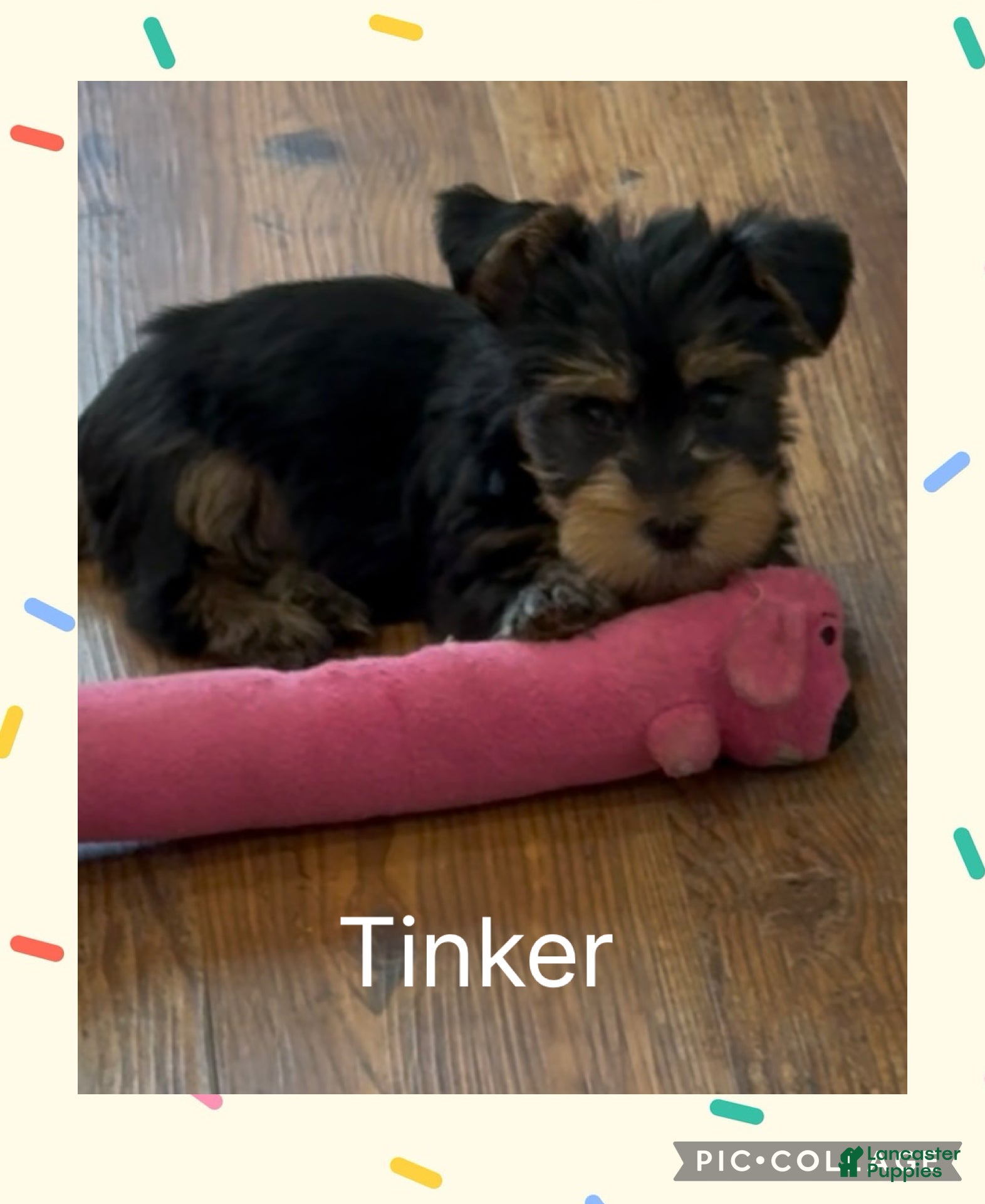Yorkshire Terrier dogs Yorkshire Terrier Puppy 1 Tinker - Ad 2