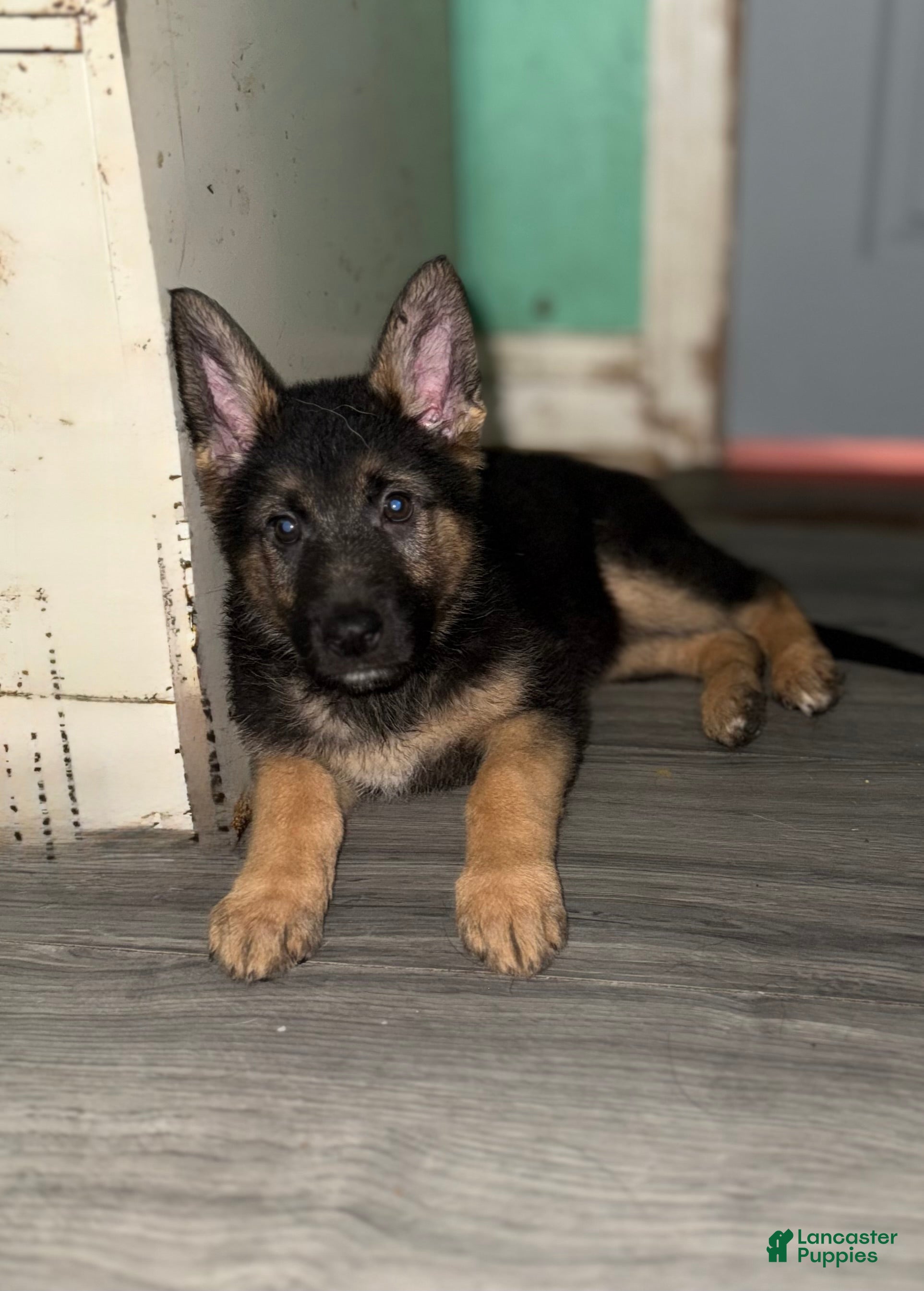 German Shepherd dogs Noelle  - Ad 1