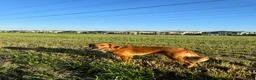 Golden Retriever dogs for sale: Golden Retriever 1 - Ad 6