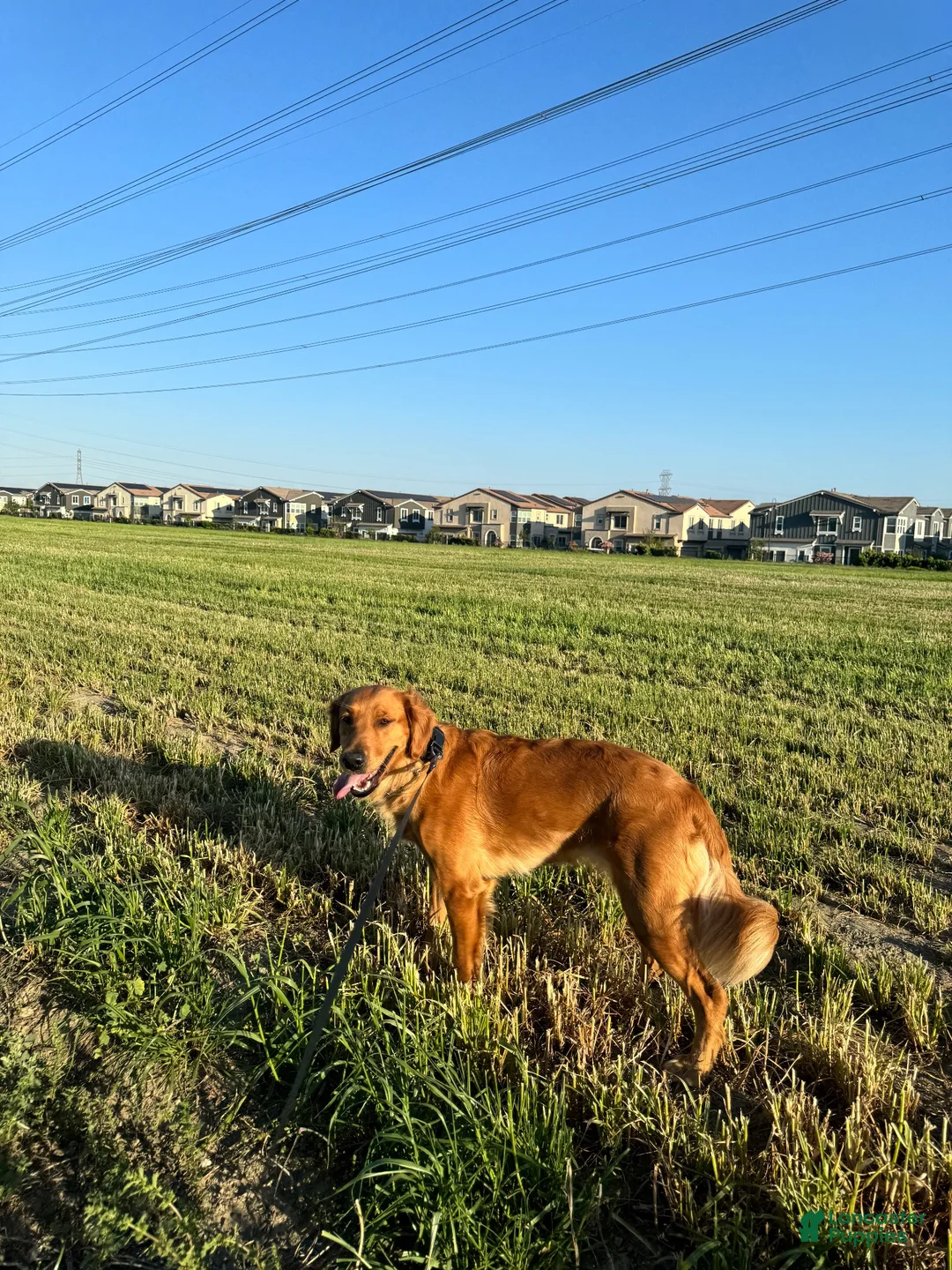 Golden Retriever dogs for sale: Golden Retriever 1 - Ad 6