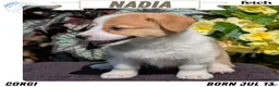 Welsh Corgi Pembroke dogs for sale: Nadia - Ad 1