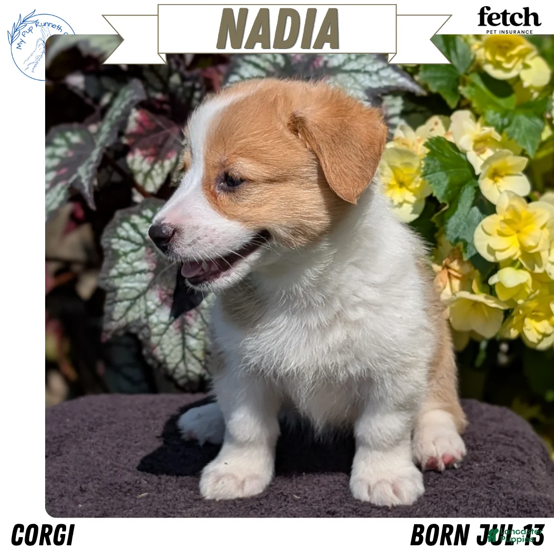 Welsh Corgi Pembroke dogs for sale: Nadia - Ad 1