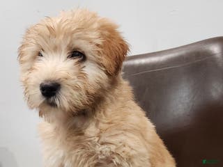 Soft Coated Wheaten Terrier dogs Alex - Ad 8