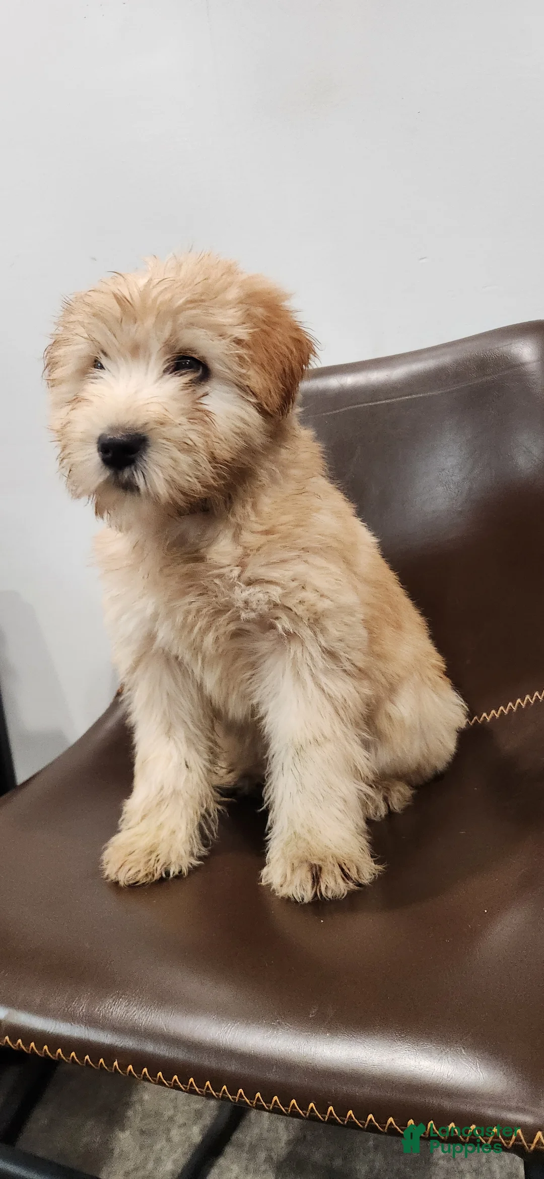 Soft Coated Wheaten Terrier dogs for sale: Alex - Ad 1