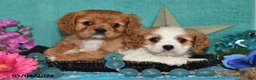Cavalier King Charles Spaniel dogs for sale: Kody - Ad 3