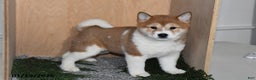 Shiba Inu dogs for sale: Zoe  - Ad 1