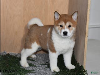 Shiba Inu dogs Zoe - Ad 5