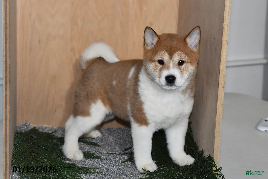 Zoe for sale in Millersburg | Lancaster Puppies