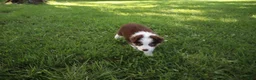 Australian Shepherd dogs for sale: Sandy - Ad 3