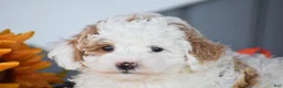 Miniature Poodle dogs for sale: Rockwell - Ad 3