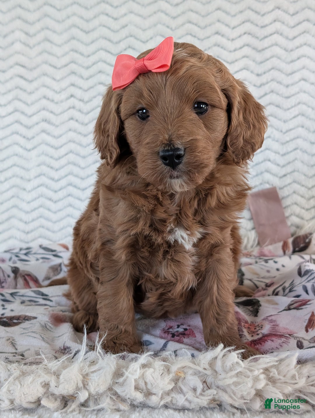 Goldendoodle dogs for sale: Gracie - Ad 8