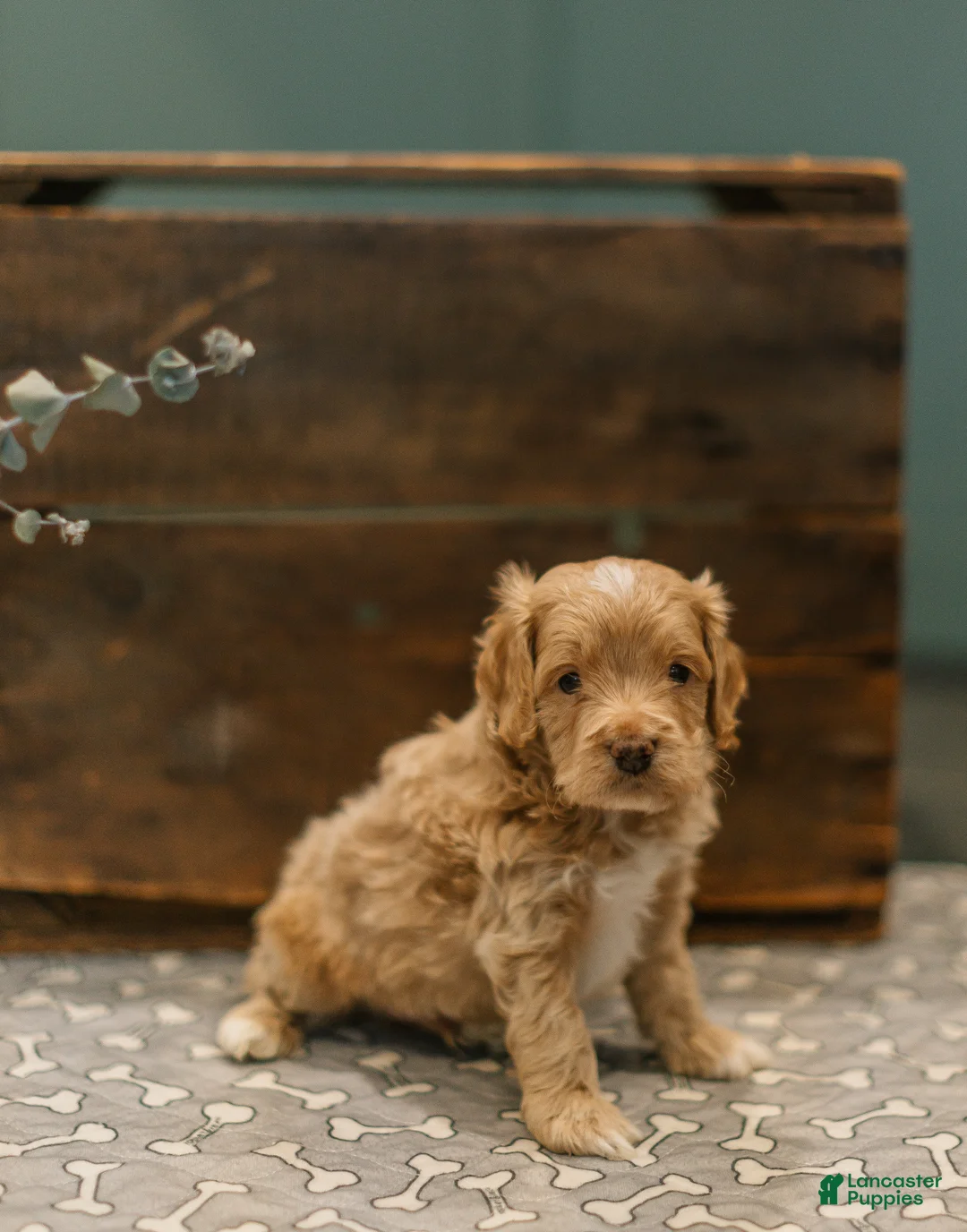 Cockapoo dogs for sale: Jonah  - Ad 2