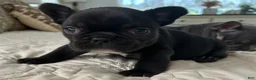 French Bulldog dogs for sale: Matilda - Ad 7
