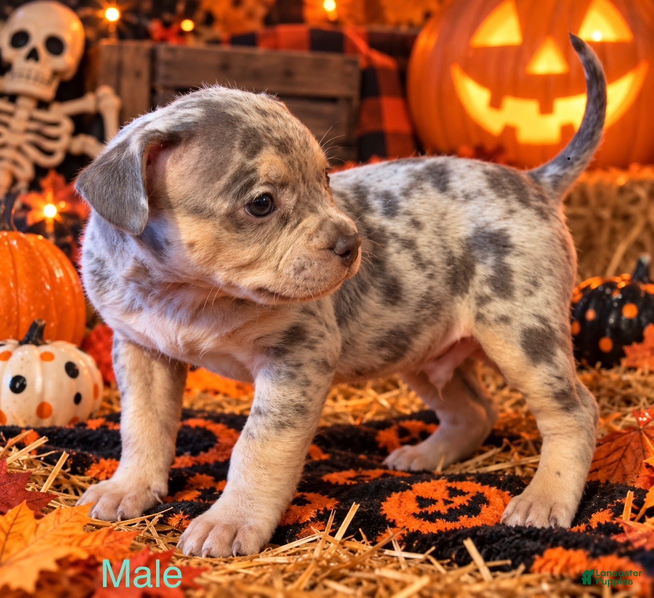 Mixed Breed dogs for sale: French Bulldog X Amercian Bully  - Ad 4