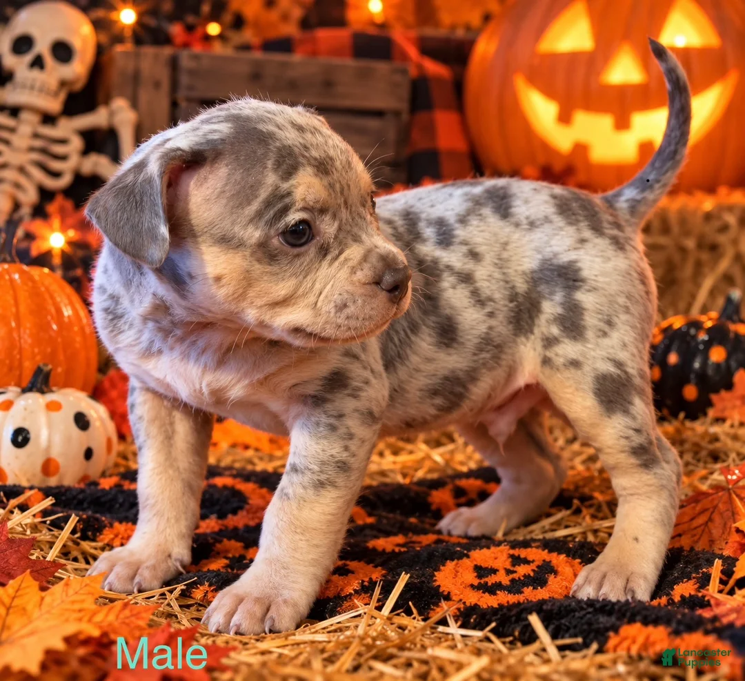 Mixed Breed dogs for sale: French Bulldog X Amercian Bully  - Ad 1