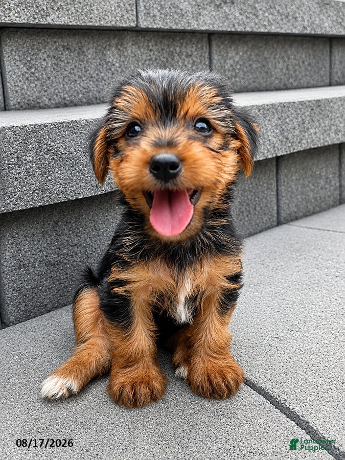 Yorkshire Terrier dogs Lucky - Ad 2