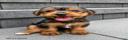 Yorkshire Terrier dogs for sale: Lucky - Ad 2