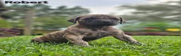 English Mastiff dogs for sale: Robert  - Ad 1