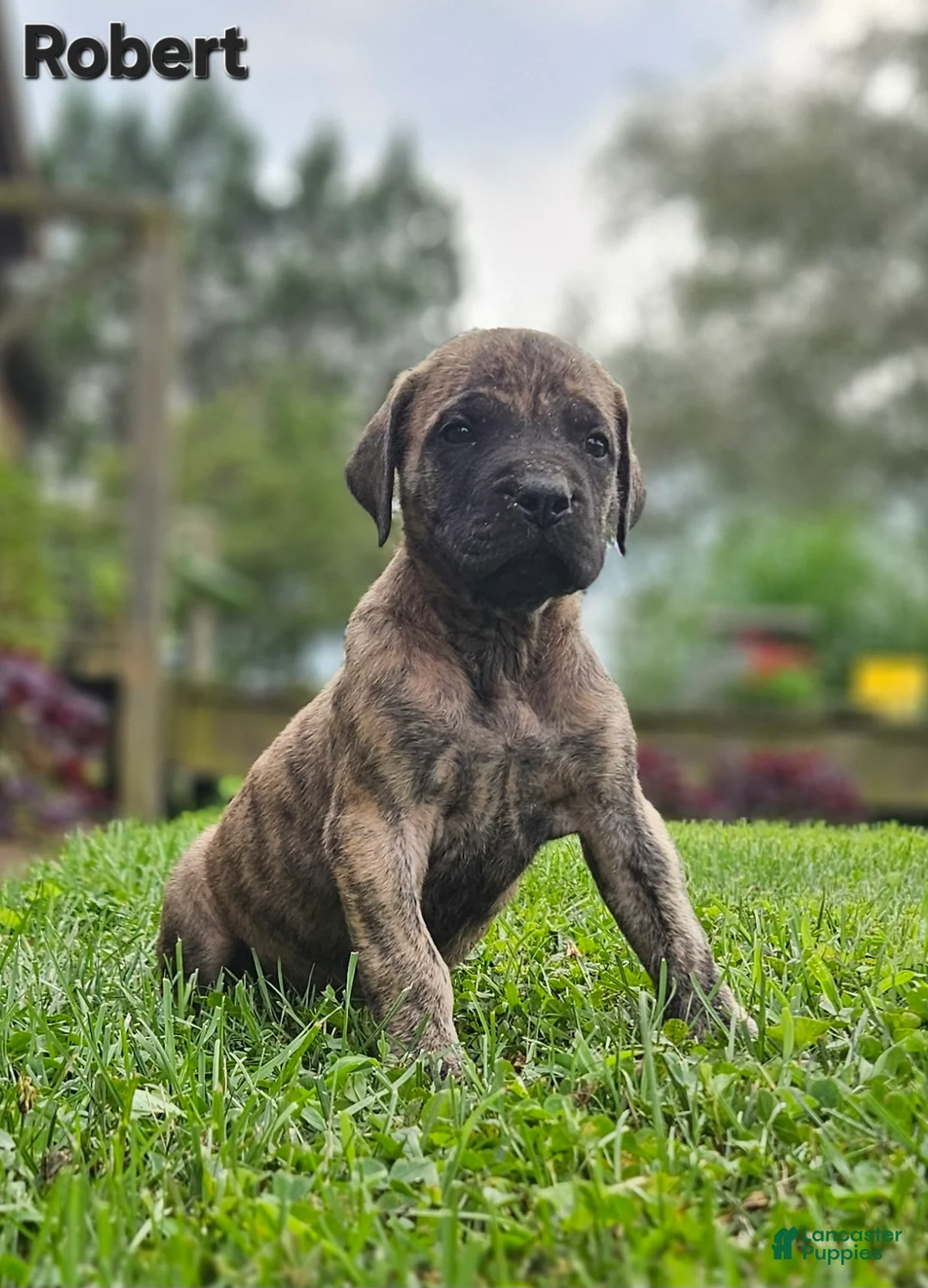 English Mastiff dogs for sale: Robert  - Ad 1