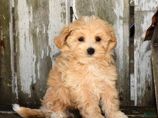 Maltipoo dogs - Ad 30