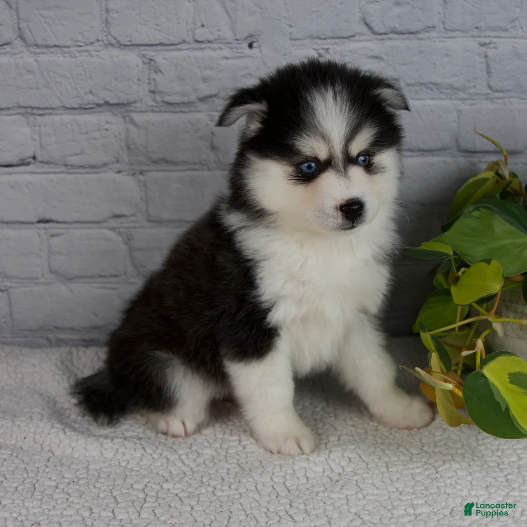 Pomsky dogs for sale: Nickson - Ad 1