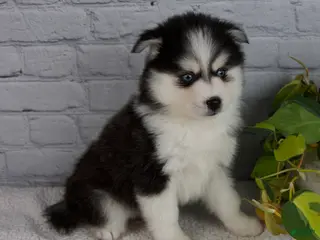 Pomsky dogs for sale: Nickson - Ad 3