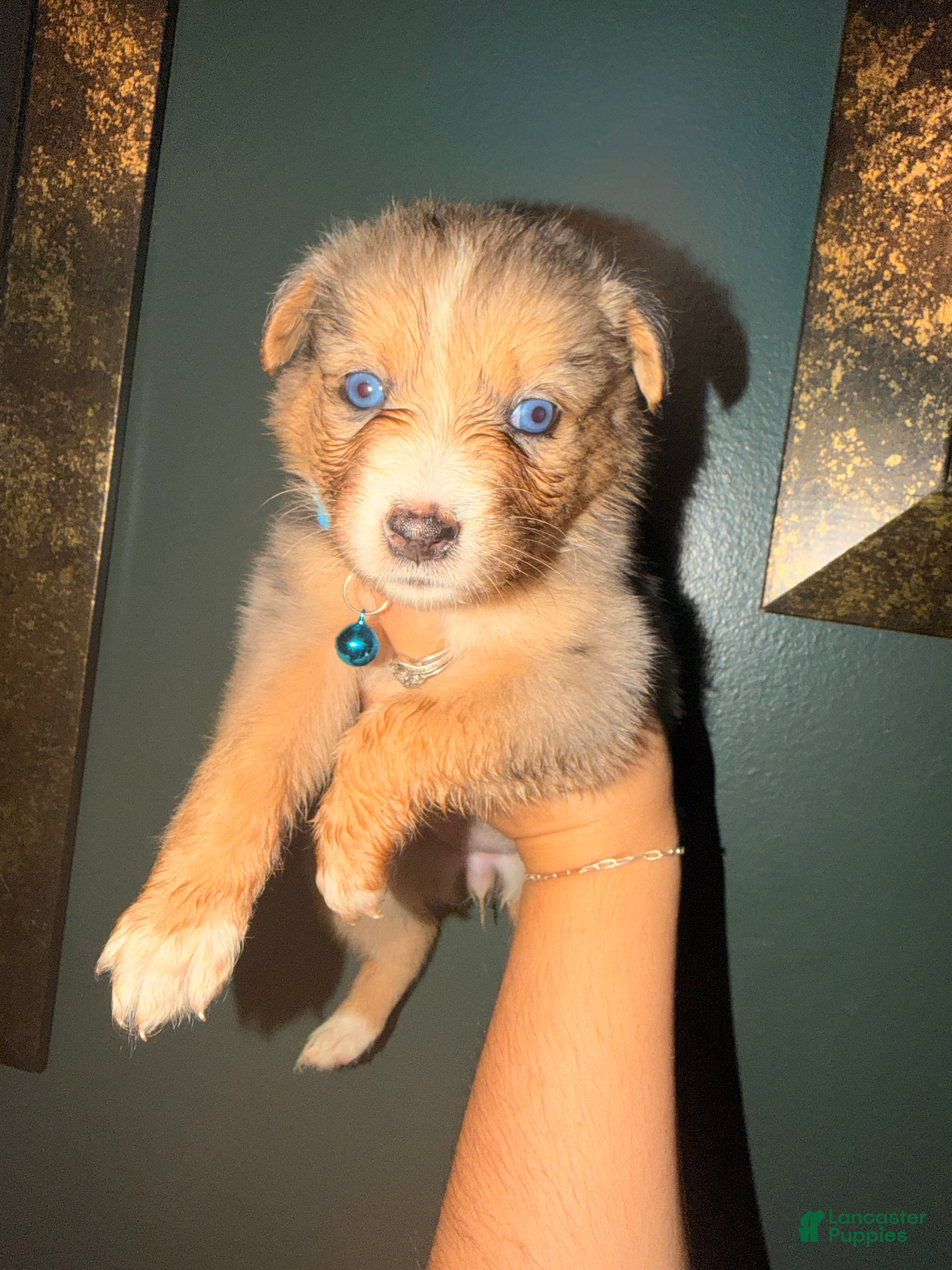 Australian Shepherd dogs for sale: Light Blue - Ad 3
