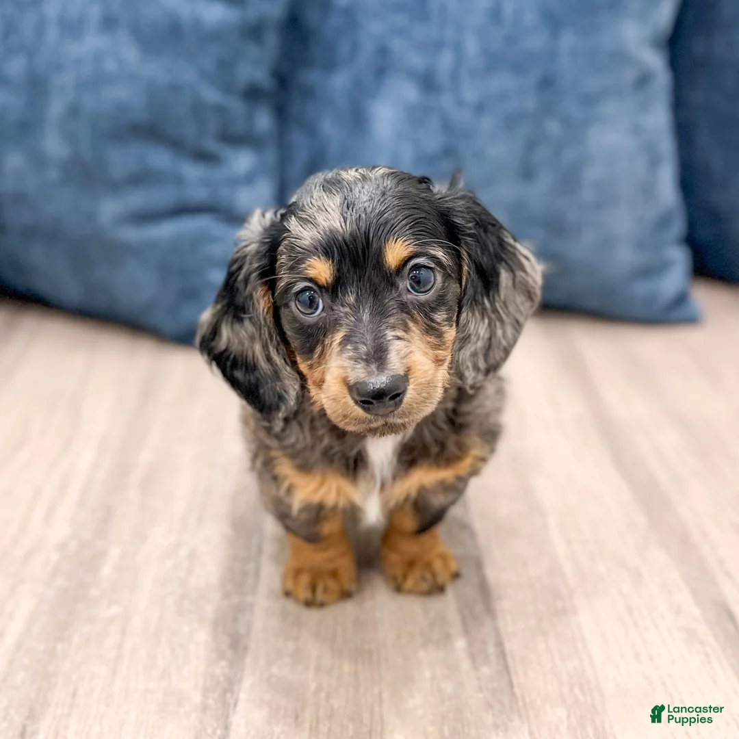 Miniature Dachshund dogs for sale: Oscar - Ad 2