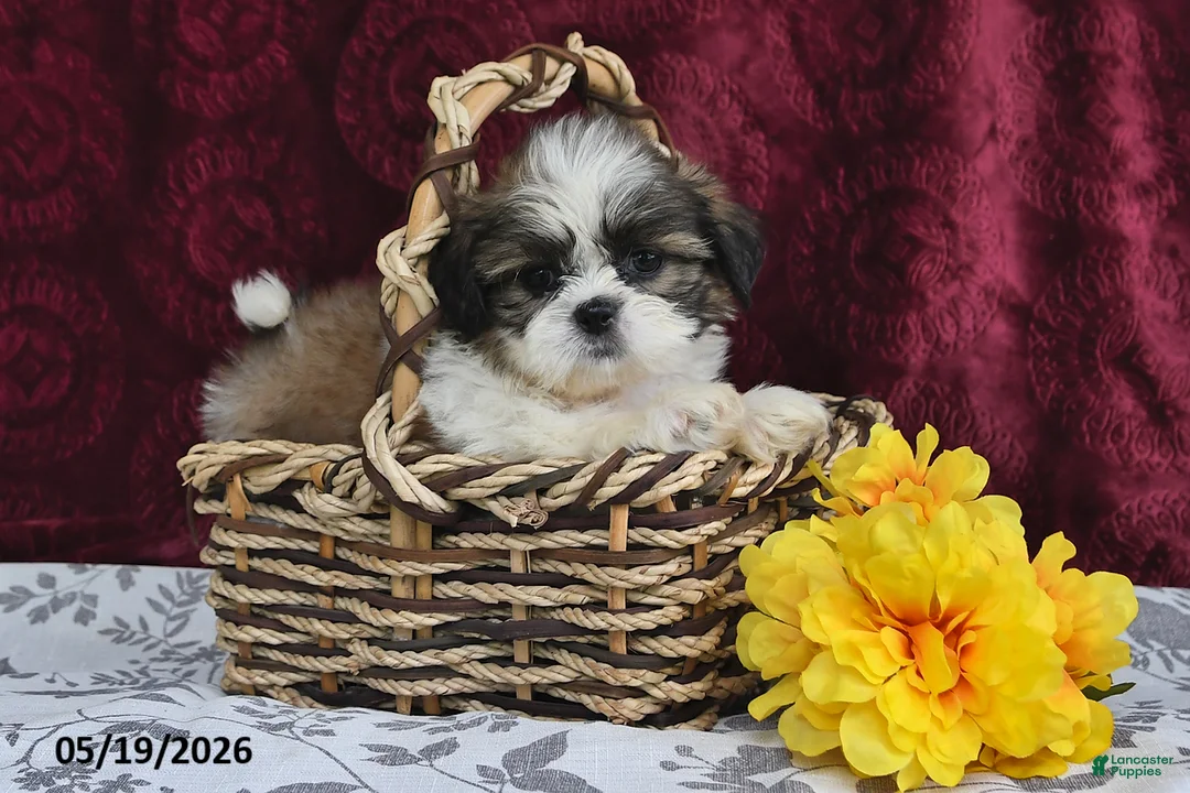 Shih Tzu dogs for sale: Jet - Ad 1