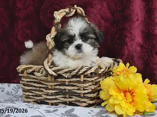 Shih Tzu dogs for sale: Jet - Ad 4