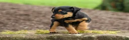Miniature Pinscher dogs for sale: ALEX - Ad 12
